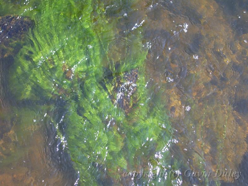 Waterweed, river, Dangar Falls IMGP0785.JPG